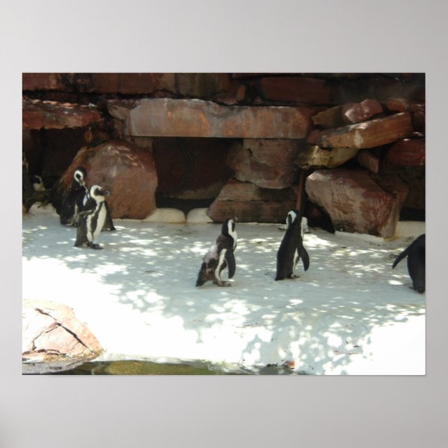 Penguins Poster (Framsidan)