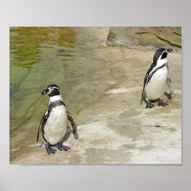 Penguins Poster (Framsidan)