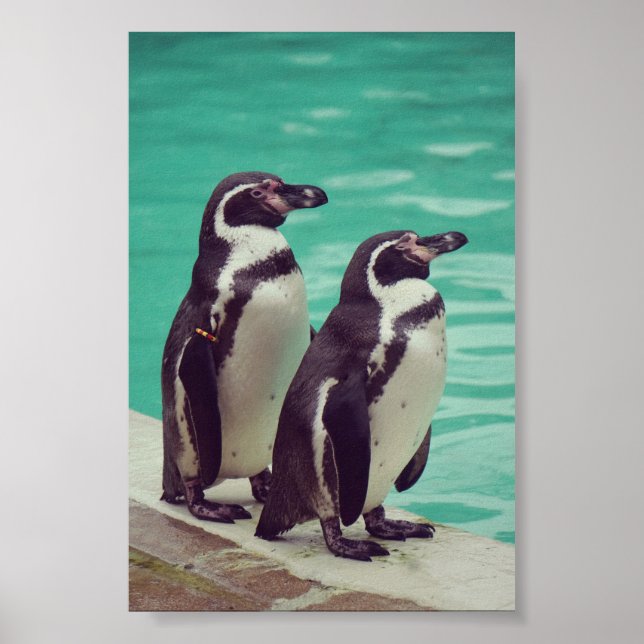 Penguins Poster (Framsidan)