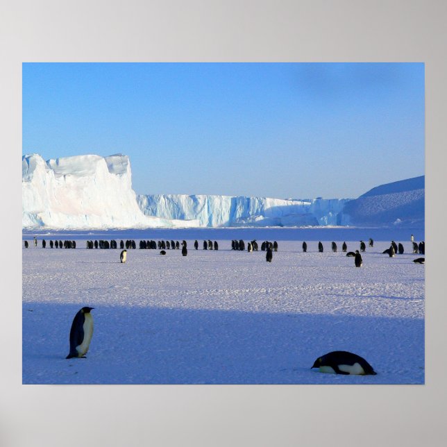 Penguins Poster (Framsidan)