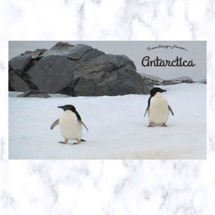 Penguins Sally Cove Horseshoe Island Antarctica Vykort