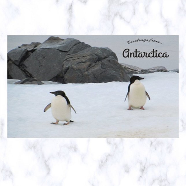 Penguins Sally Cove Horseshoe Island Antarctica Vykort (Skapare uppladdad)