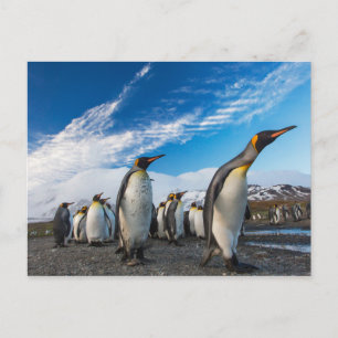Penguins - Sydgeorgien och Sydsandwichöarna Vykort