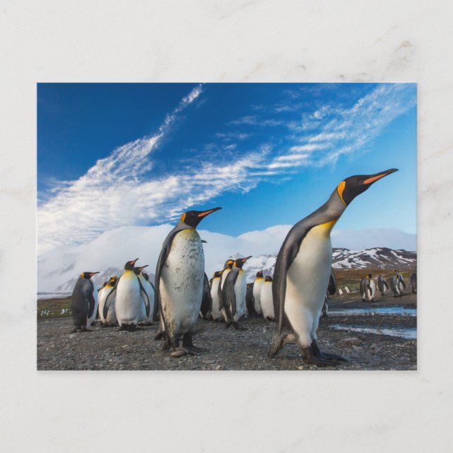 Penguins - Sydgeorgien och Sydsandwichöarna Vykort (Framsida)