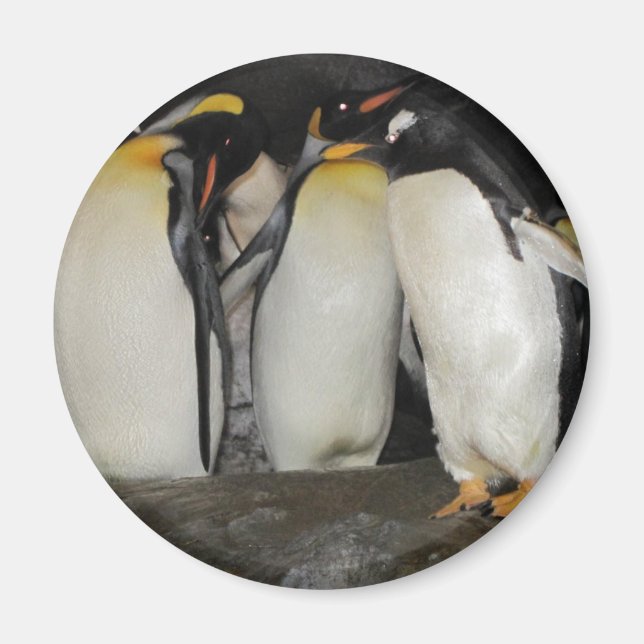 Penguins vid Zoo Magnet (Framsidan)