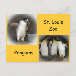 Penguins vid Zoo Vykort