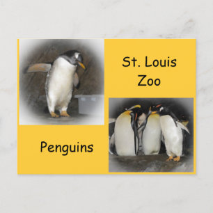 Penguins vid Zoo Vykort