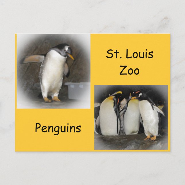 Penguins vid Zoo Vykort (Framsida)