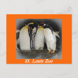 Penguins vid Zoo Vykort