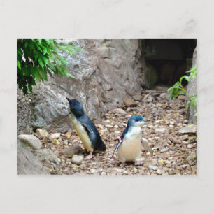 Penguins vykort