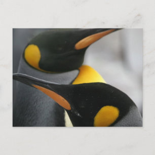 Penguins vykort