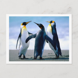 Penguins vykort