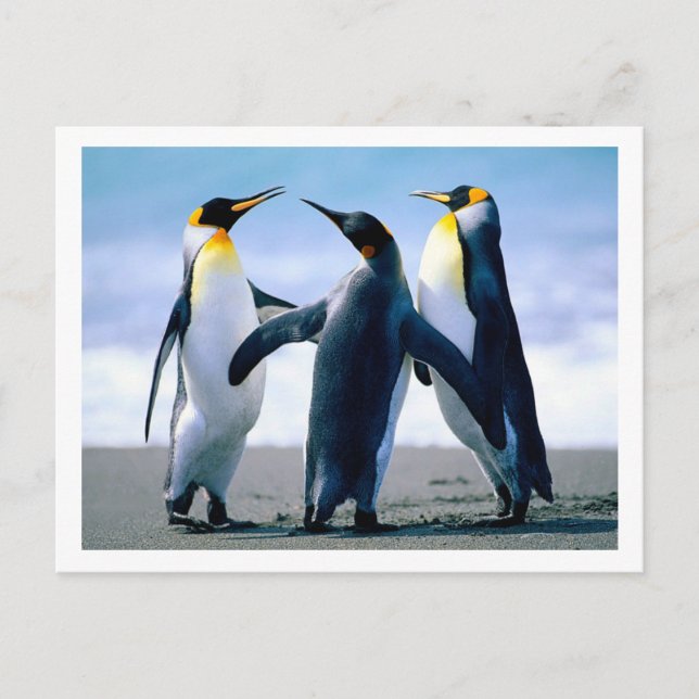 Penguins vykort (Framsida)