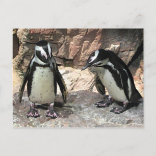 Penguins Vykort