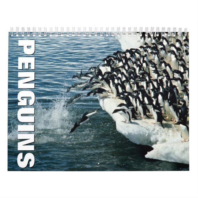 Penguins Wall Calendar Kalender (Omslag)