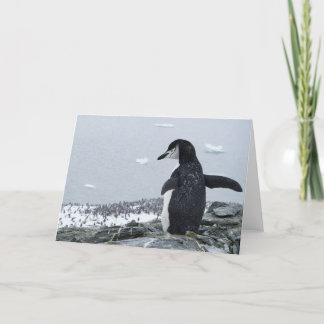 Penguinzilla Kort