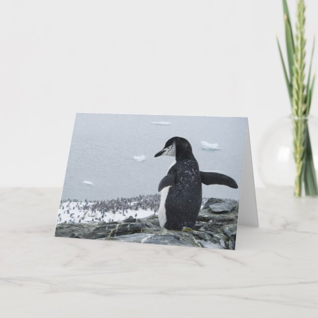 Penguinzilla Kort (Framsida)