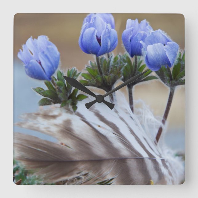 Peninsula, Alaska, arktiska vilda blommor Fyrkantig Klocka (Framsida)