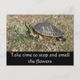 Peninsula Turtle Vykort