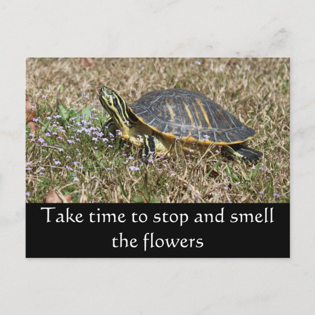 Peninsula Turtle Vykort (Framsida)