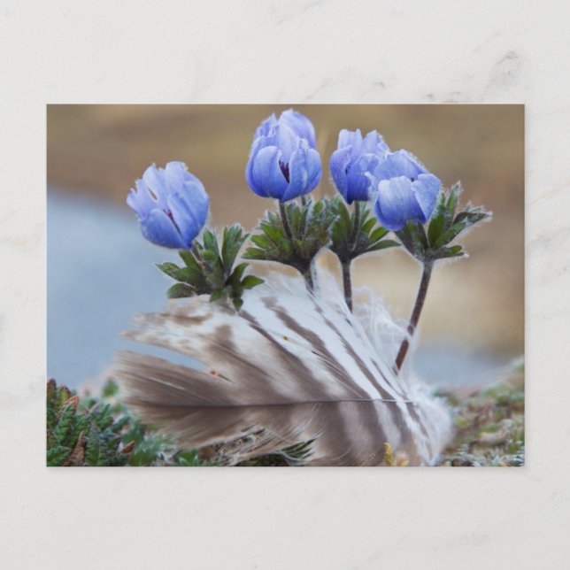 Peninsulan vid kusten, Alaska, arktiska Wildblommo Vykort (Framsida)