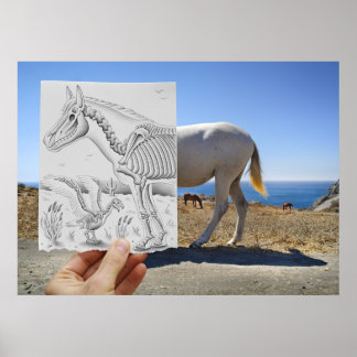 Penna Vs Camera - X-Ray Poster