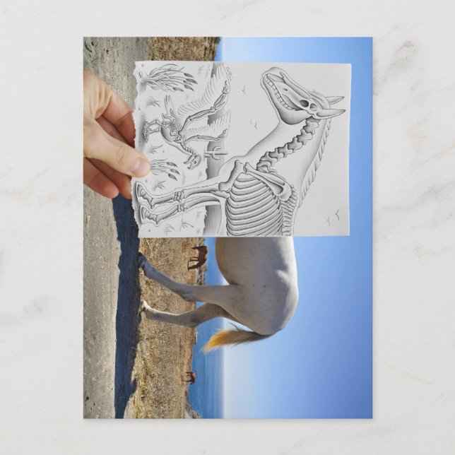 Penna Vs Camera - X-Ray Vykort (Framsida)