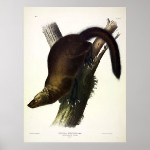 Pennants Marten, eller Fisher, av Audubon Poster