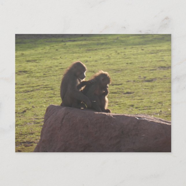 Penningvänner Vykort (Framsida)