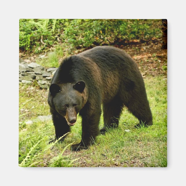 Pennsylvania Black Bear Magnet (Framsidan)