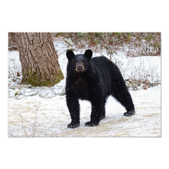 Pennsylvania Black Bear på vintern Fototryck (Framsidan)
