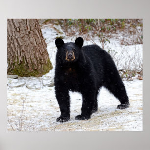 Pennsylvania Black Bear på vintern Poster