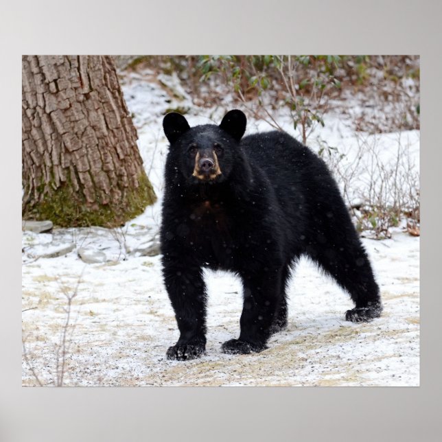 Pennsylvania Black Bear på vintern Poster (Framsidan)