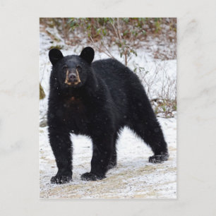 Pennsylvania Black Bear på vintern Vykort