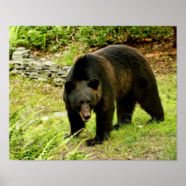 Pennsylvania Black Bear Poster (Framsidan)