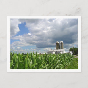Pennsylvania Cornfield-vykort Vykort