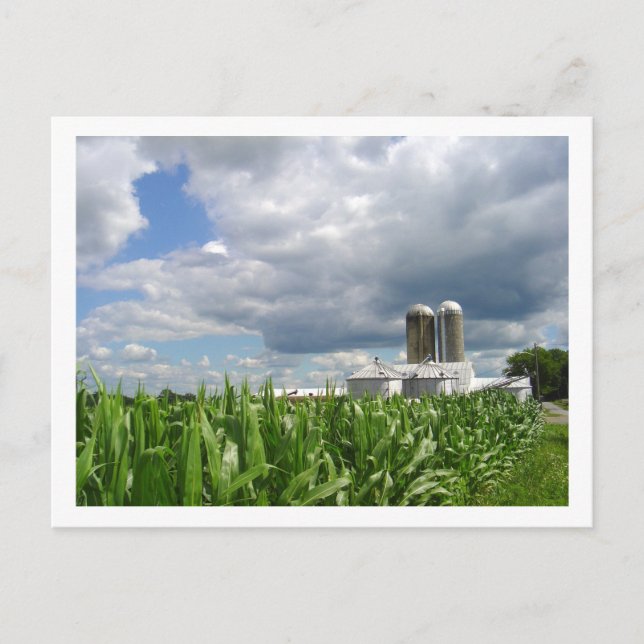 Pennsylvania Cornfield-vykort Vykort (Framsida)