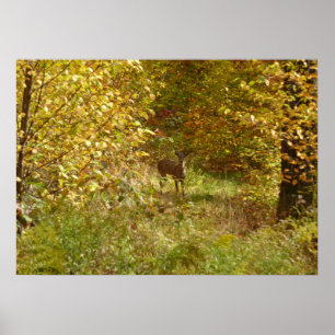 Pennsylvania-Hjorten i Fall Nature Poster