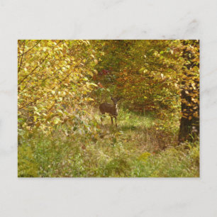 Pennsylvania-Hjorten i Fall Nature Vykort