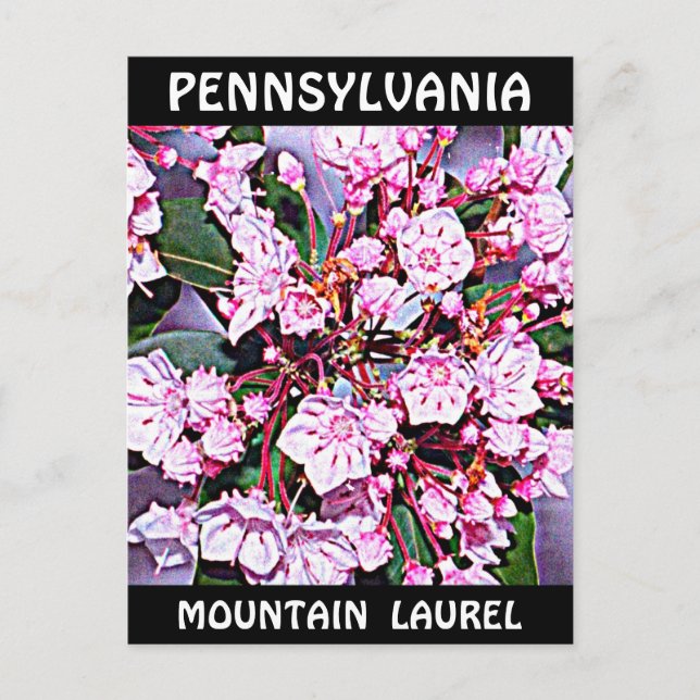 Pennsylvania Mountain Laurel Vykort (Framsida)
