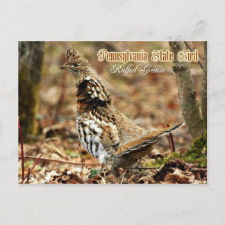 Pennsylvania State Bird: Ruffed Grouse Vykort