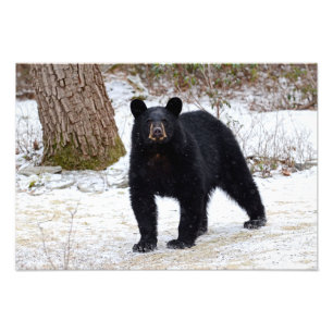 Pennsylvania svartbjörn i vinter fototryck
