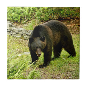 Pennsylvania svartbjörn kakelplatta