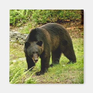 Pennsylvania svartbjörn magnet