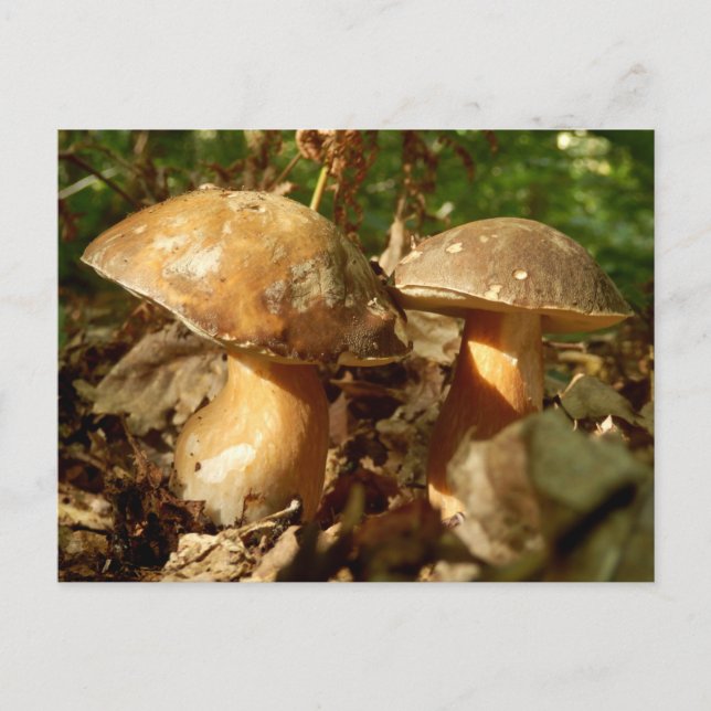 Penny Bun Mushroom vykort (Framsida)