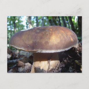 Penny Bun Mushroom vykort