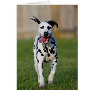 Penny Hälsningskort