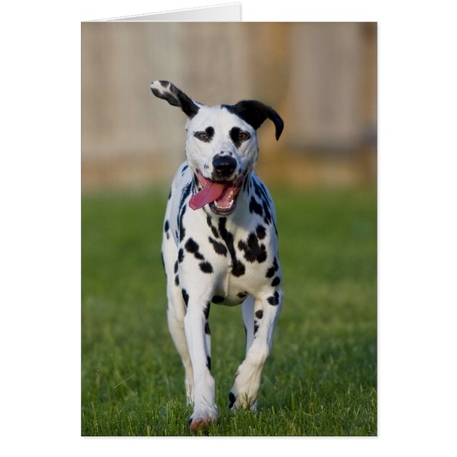 Penny Hälsningskort (Framsidan)