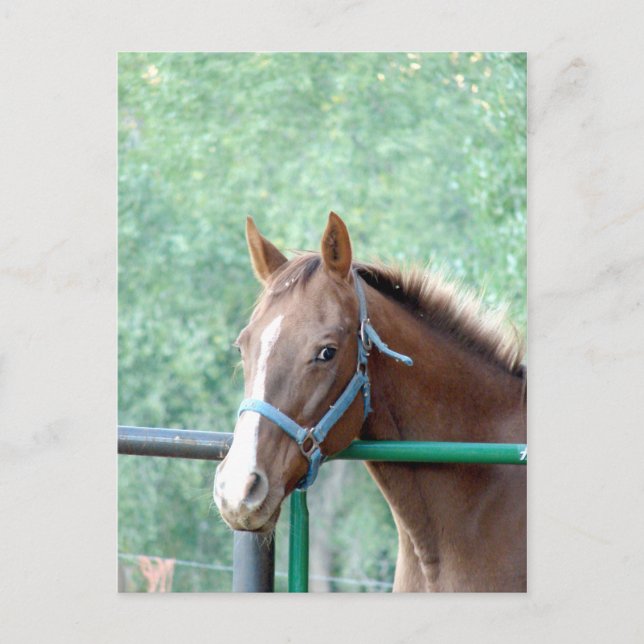 Penny Ole Gal Vykort (Framsida)