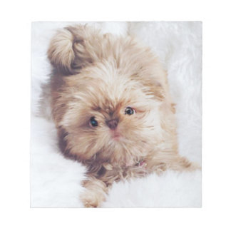 Penny orange lever Shih Tzu mariy note pad papper Anteckningsblock